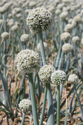 Onion flowers