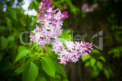 a bunch of lilac on a background of green