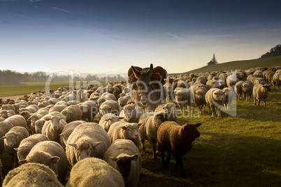 Wanderherde in Wiese