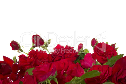 Red roses