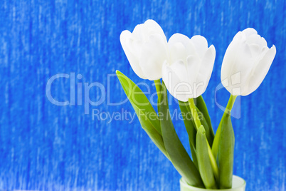 Three white tulips on a blue background