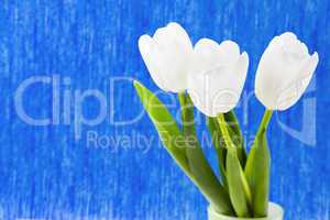 Three white tulips on a blue background