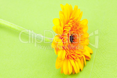 yellow gerbera on green cloth