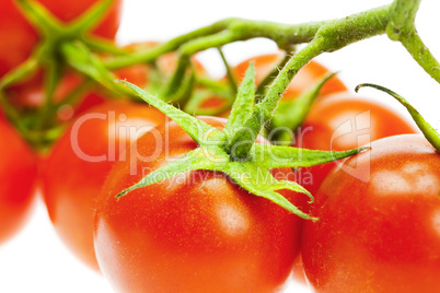 a bunch of tomatoes  isolated on white