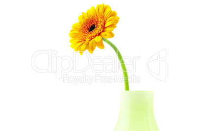 Gerbera in vase isolated on white