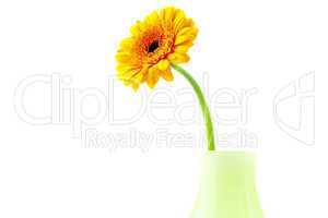 Gerbera in vase isolated on white