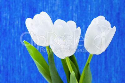 Three white tulips on a blue background