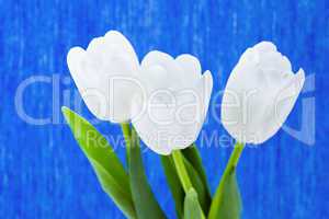 Three white tulips on a blue background