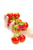 tomatoes in hand isolated on white