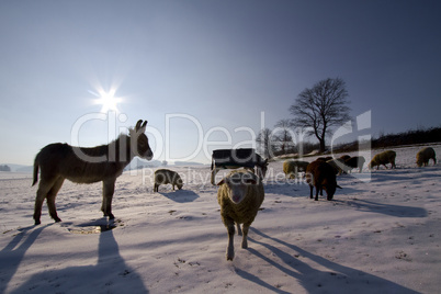 Winterliches Gegenlicht