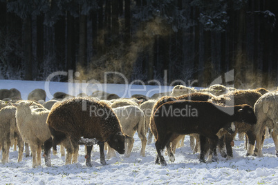 Schafherde in Winterlandschaft