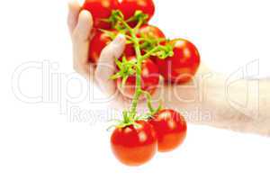 a bunch of tomatoes in hand isolated on white