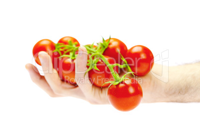 a bunch of tomatoes in hand isolated on white