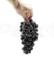 bunch of grapes in hand isolated on white