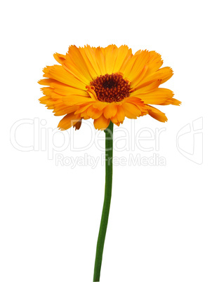 Calendula, isolated on  white background