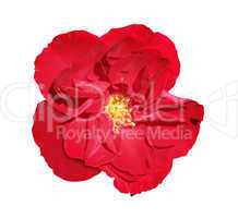 Red rose isolated on white background