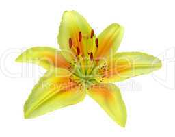 Lily, isolated on white background