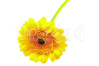 orange flower isolated on white