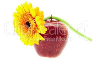 apple and a flower isolated on white