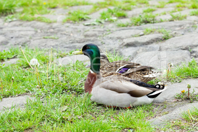 ducks sitting on the grass