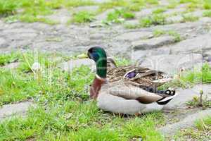 ducks sitting on the grass