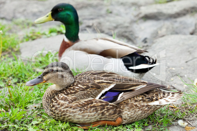 ducks sitting on the grass