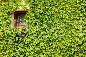 window in the green creepers