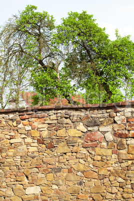 tree above the brick wall
