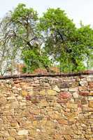 tree above the brick wall