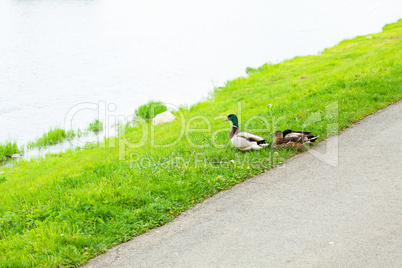 ducks sitting on the grass