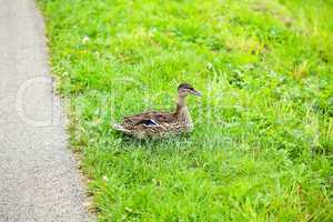 ducks sitting on the grass