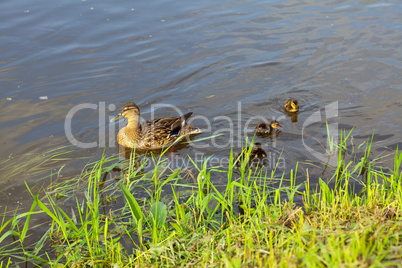 duck with ducklings swimming in the water