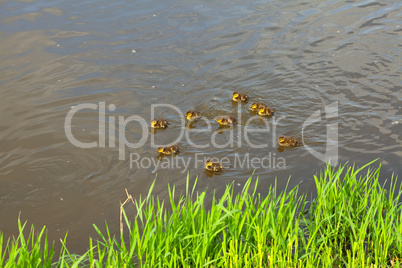 duck with ducklings swimming in the water