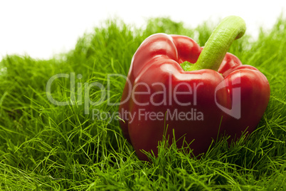 red pepper lying on green grass