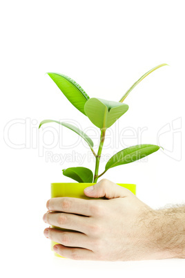 Ficus in the hands isolated on white