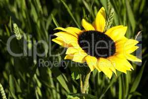 sunflowers on a background of green grass