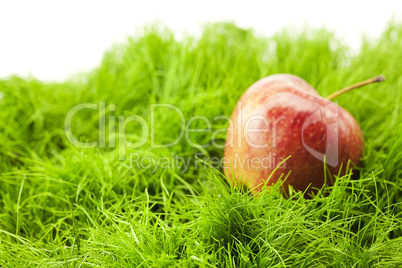 apple lying on green grass