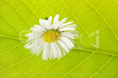 green leaf macro and camomile