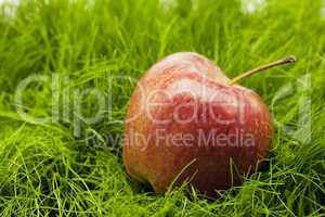 apple lying on green grass