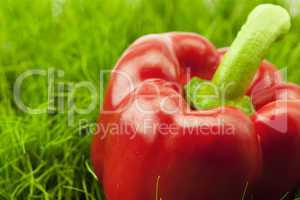 red Pepper lying on green grass