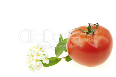 tomato and flower isolated on white