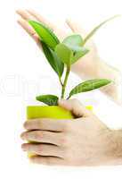 Ficus in the hands isolated on white