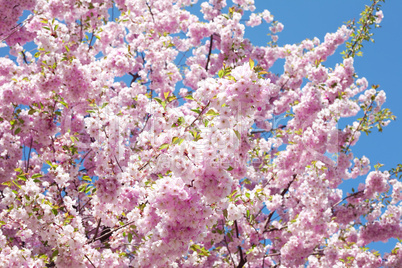 sakura against the blue sky