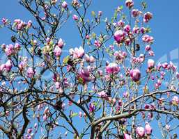 magnolia against the blue sky