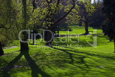 sun's rays breaking through tree crowns