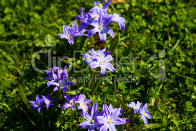 blue flowers on a background of grass
