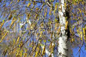 birch against the blue sky