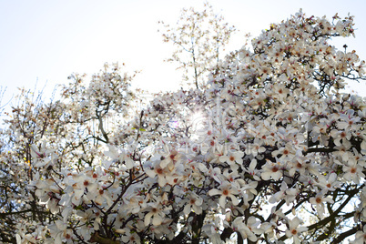 magnolia on a background of blue sky