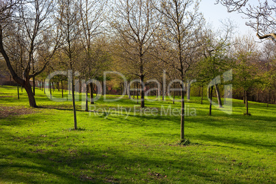 trees growing in the park