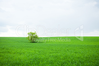 lonely tree in a field against the sky